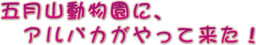 �^�C�g���F�܌��R�������ɁA�A���p�J������ė����I
