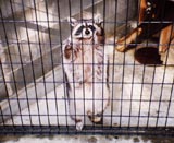 アライグマ写真