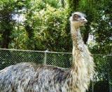エミュー写真