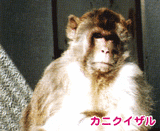 サル写真