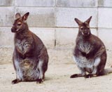 ワラビー（カンガルー）写真