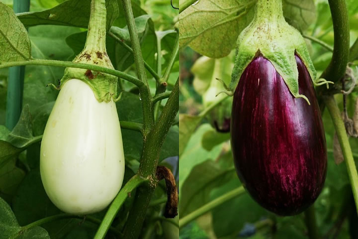 畑で朝ごはん ナス