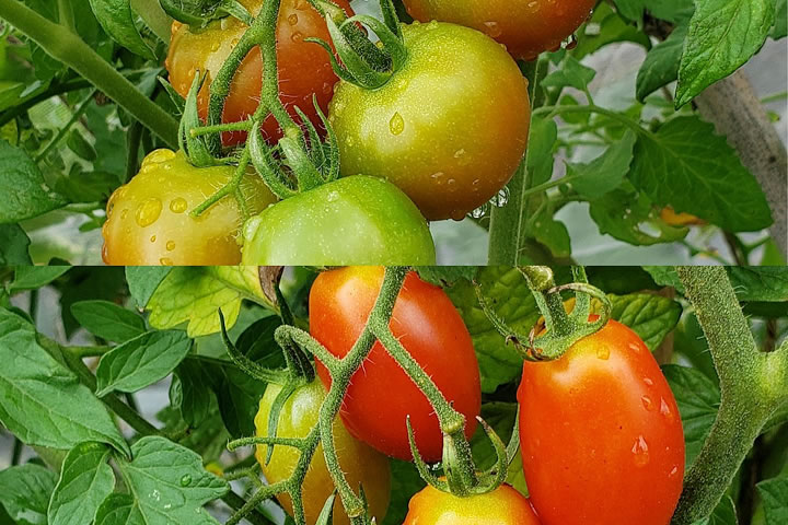 畑で朝ごはん トマト