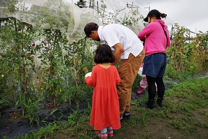 野菜を収穫!
