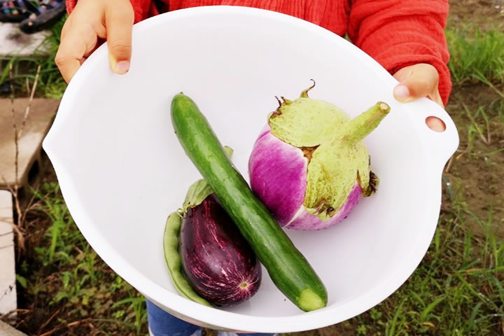 採れたての野菜