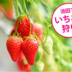 【市内唯一！】いけだのいちご狩り屋さん