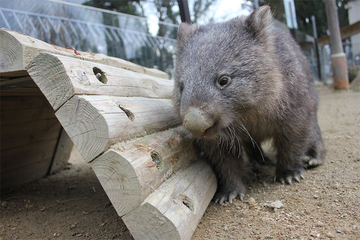 コウ　ありがとう