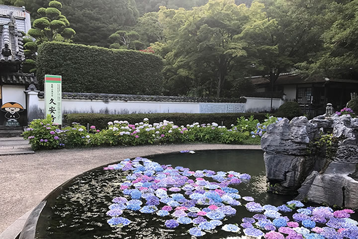 久安寺の紫陽花