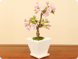 桜盆栽