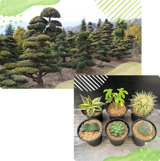 松と多肉植物の写真