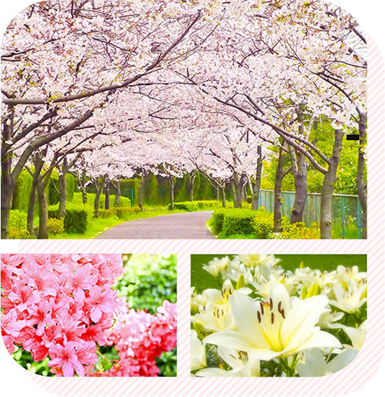 桜と花