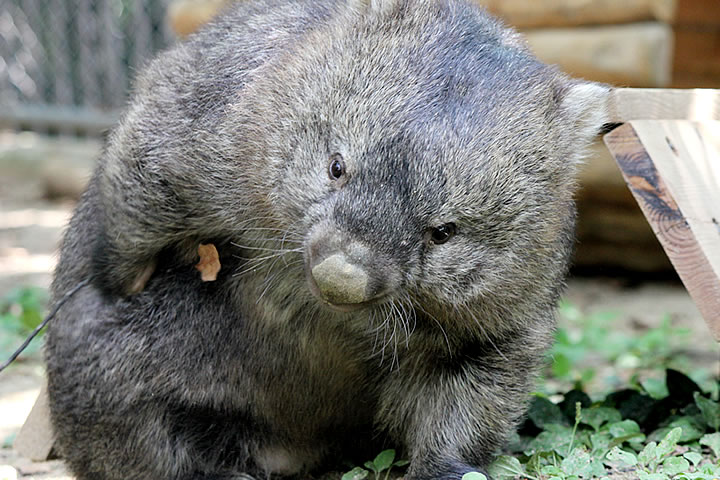 五月山動物園ウォンバット