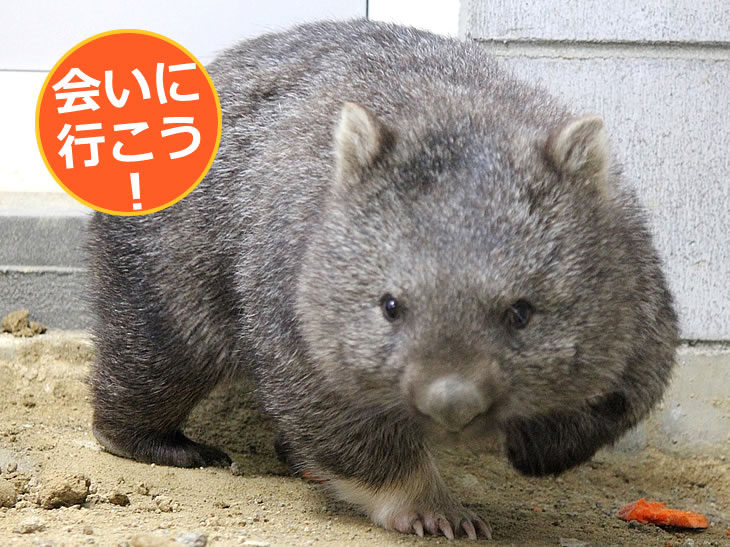 日本に7頭の激レア生物 五月山動物園のウォンバットに会ってきた 池田市観光協会 公式サイト