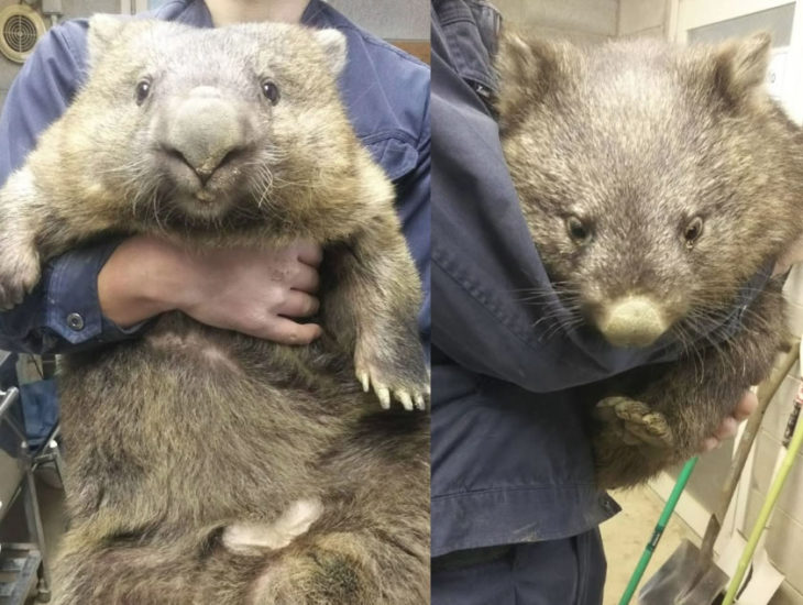 日本に7頭の激レア生物 五月山動物園のウォンバットに会ってきた 池田市観光協会 公式サイト