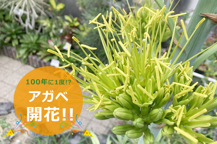 【数十年に1度!?】アガベ・ベネズエラが開花しました