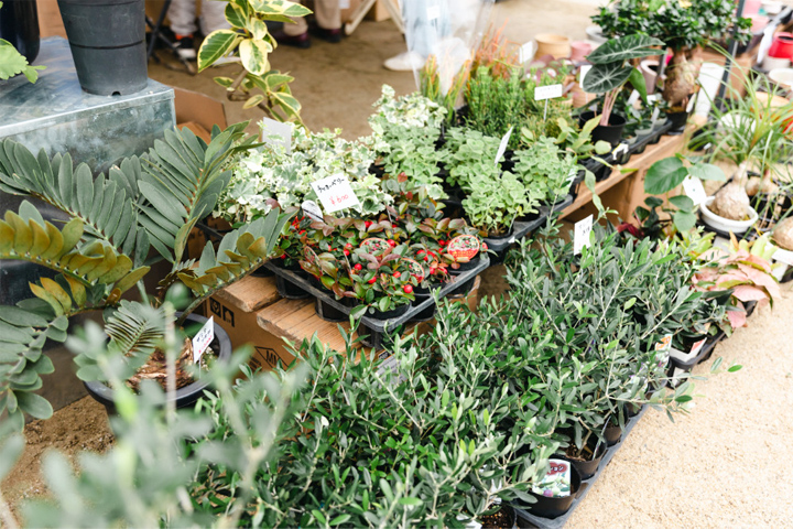 植物販売エリア