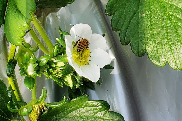 いちごの花にとまるミツバチ