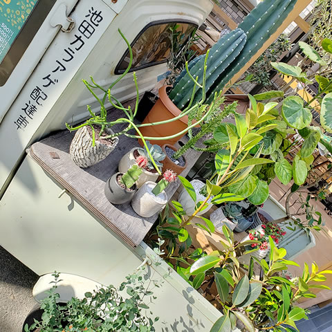 地元園芸店が手掛ける植物