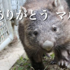 五月山動物園の人気者　ウォンバットの「マル」が永眠しました