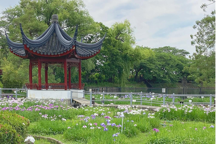花菖蒲の時期の水月公園
