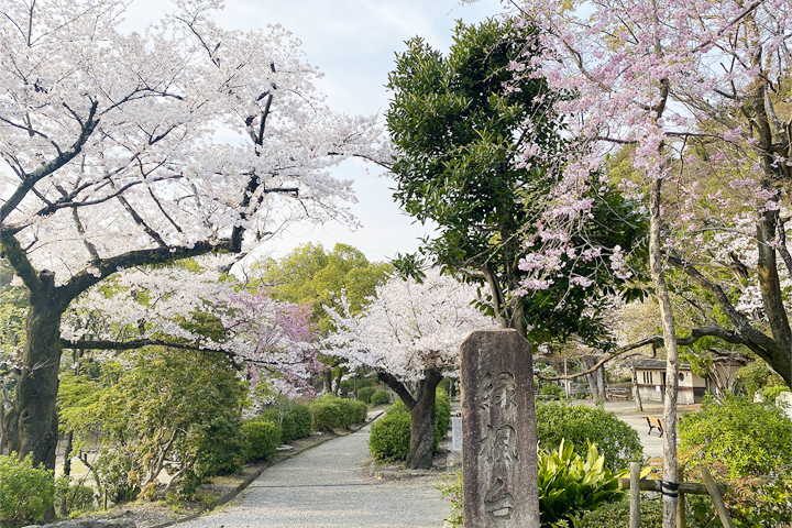 五月山の桜 (緑風台)