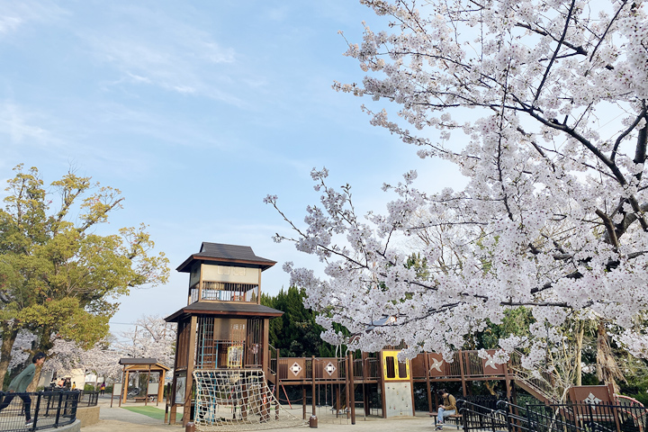 五月山の桜 (公園内)