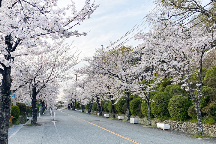 五月山の桜 (公園前道路)