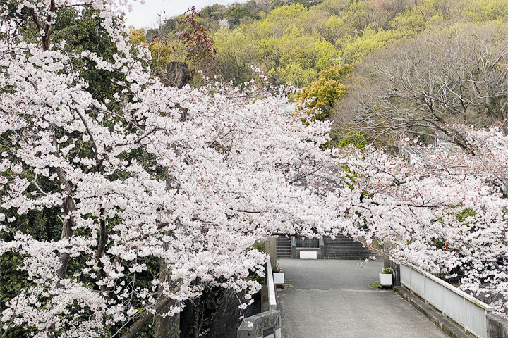 五月山の桜 (都市緑化植物園)