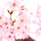 桜(サクラ) ～池田のはなごよみ～