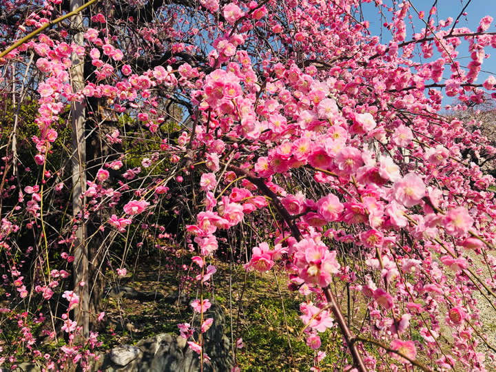 水月公園の梅