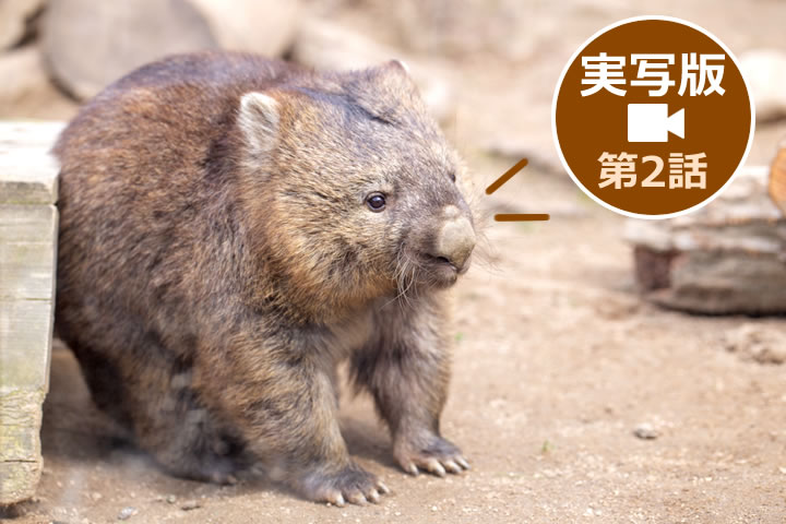 池田市立五月山動物園ウォンバット実写動画