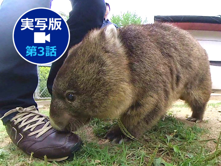 動画 ウォンバットにあいにいこう 第３話 コウ 池田市観光協会 公式サイト