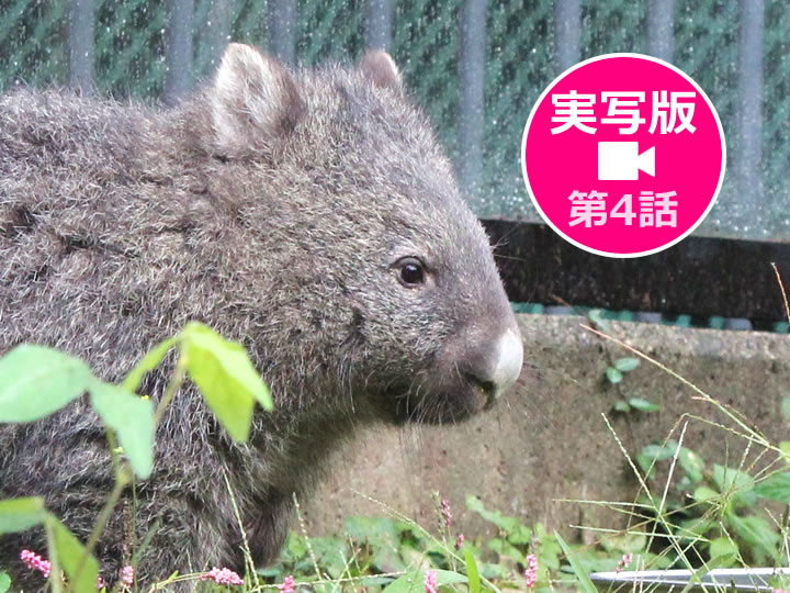 池田市ウォンバット実写動画第4話