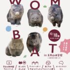 【10/18】ウォンバットの日2026<br>ウォンバット愛あふれる一日を池田で満喫！